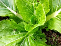 白菜どうでしょう? 白菜どうでしょう?
