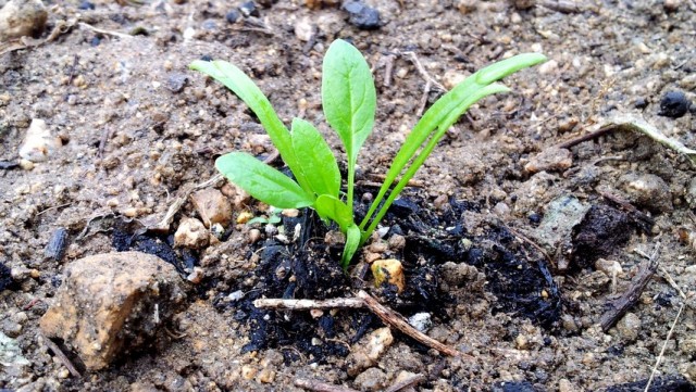 ほうれん草を植え替えました。 ほうれん草を植え替えました。