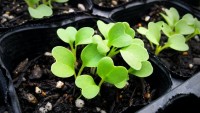 水菜が繁茂 水菜が繁茂