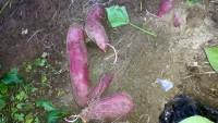 サツマイモの収穫 サツマイモの収穫