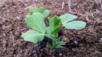 天気が良かったので、水菜とスナックエンドウを植え替えました。 天気が良かったので、水菜とスナックエンドウを植え替えました。