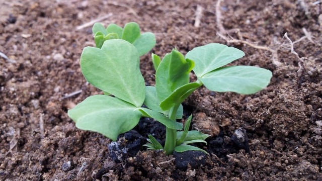 天気が良かったので、水菜とスナックエンドウを植え替えました。 天気が良かったので、水菜とスナックエンドウを植え替えました。