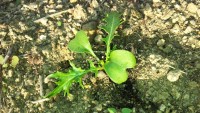 水菜の間引き 水菜の間引き