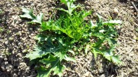 水菜も少しずつ成長 水菜も少しずつ成長
