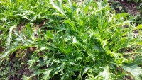 水菜がもう少しぽい 水菜がもう少しぽい