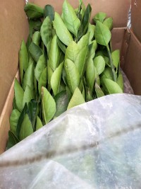 新しくミカンの苗木を50本購入しました。 新しくミカンの苗木を50本購入しました。