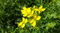 水菜から花が 水菜から花が