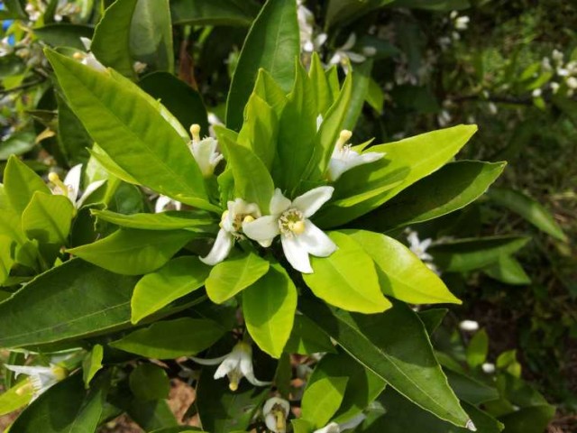 ミカンの花が咲きました ミカンの花が咲きました