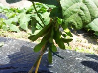 枝豆が実っていた! 枝豆が実っていた!