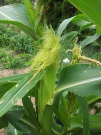 虫が多い 虫が多い