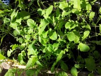 大根移植のタイミング 大根移植のタイミング