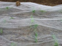 移植した大根は順調の様子 移植した大根は順調の様子