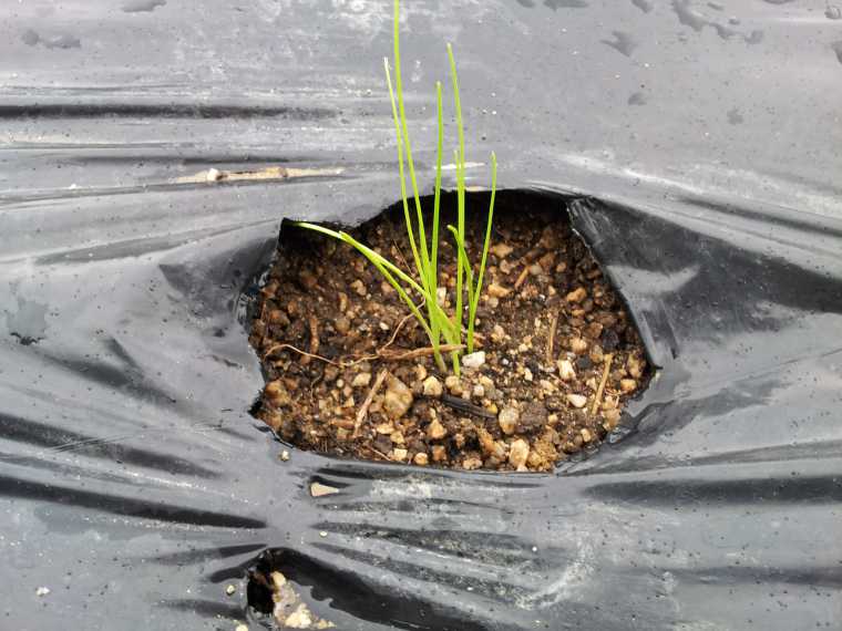 植え替えた玉ねぎはどうも弱々しい。既に枯れてしまった苗もある。少し肥料を足した方が良いかもしれない。