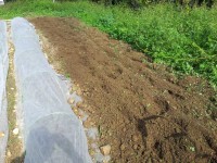 ブロッコリーの植え替え ブロッコリーの植え替え