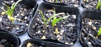 ほうれん草、発芽率100% ほうれん草、発芽率100%