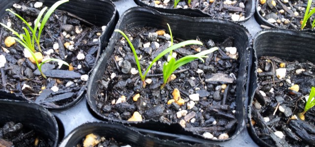 ほうれん草、発芽率100% ほうれん草、発芽率100%