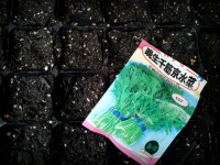 新たに水菜を40鉢、種まきしました。 新たに水菜を40鉢、種まきしました。