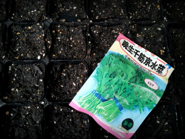 新たに水菜を40鉢、種まきしました。 新たに水菜を40鉢、種まきしました。