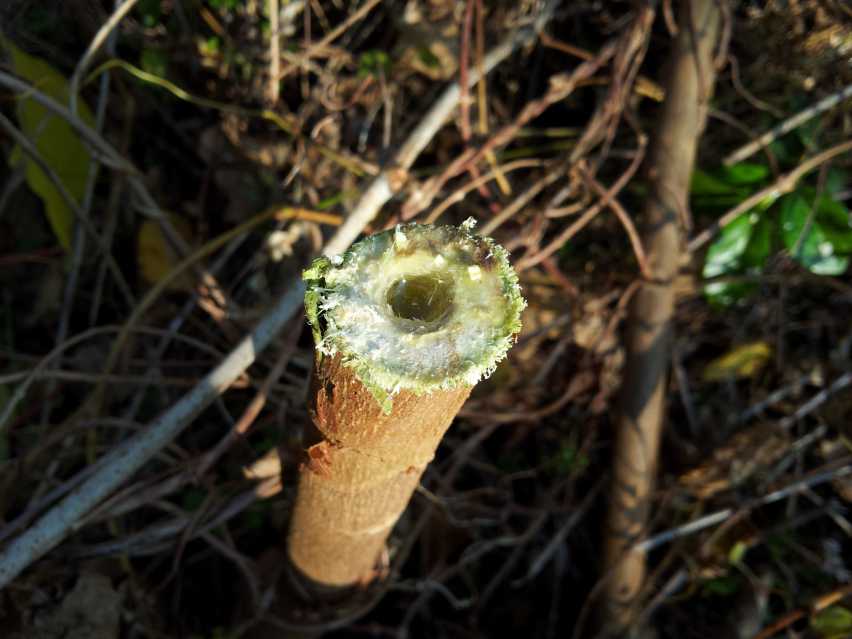 除草剤注入
