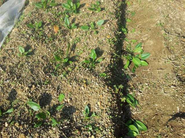ほうれん草の2回めの間引き ほうれん草の2回めの間引き