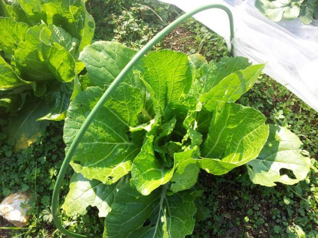 中心に寄って来た白菜 中心に寄って来た白菜