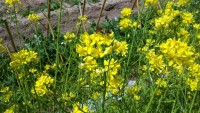 水菜の花の蜂 水菜の花の蜂
