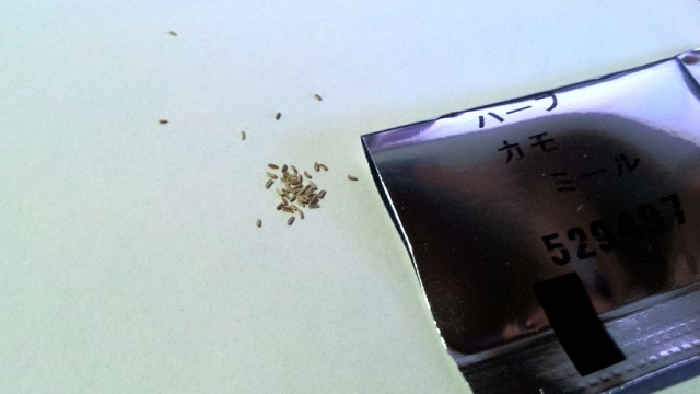 カモミールの種は吹けば飛ぶほど小さく軽い。 カモミールの種は吹けば飛ぶほど小さく軽い。