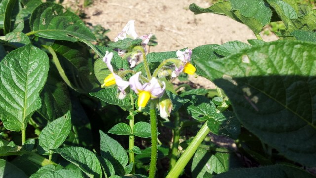 じゃがいもの花。咲きました。 じゃがいもの花。咲きました。