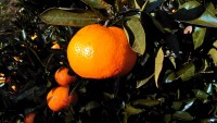 さぁ、収穫だ。 さぁ、収穫だ。