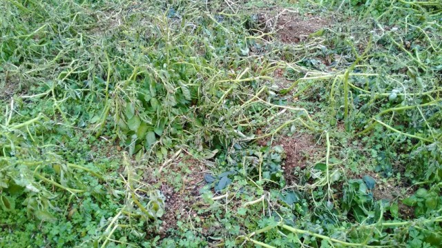 この寒さで一気に芋が枯れ始めた この寒さで一気に芋が枯れ始めた