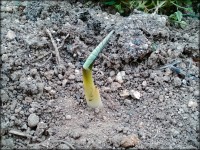 諦めていた里芋から芽が生えてきた 諦めていた里芋から芽が生えてきた