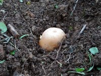 じゃがいも3kg植える じゃがいも3kg植える
