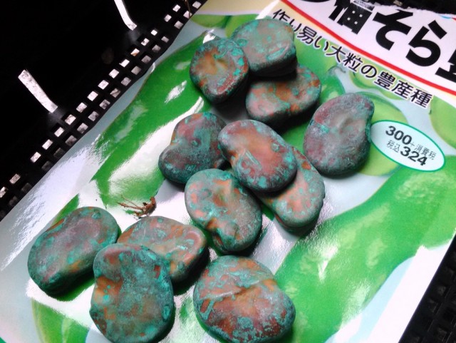 そら豆の種は禍々しい そら豆の種は禍々しい