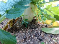 秋植え野菜は今のところ順調 秋植え野菜は今のところ順調