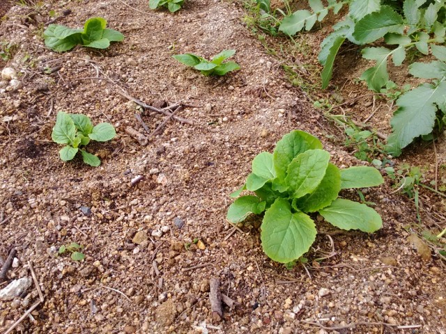 白菜。 先週末に植え替えて無事定着。