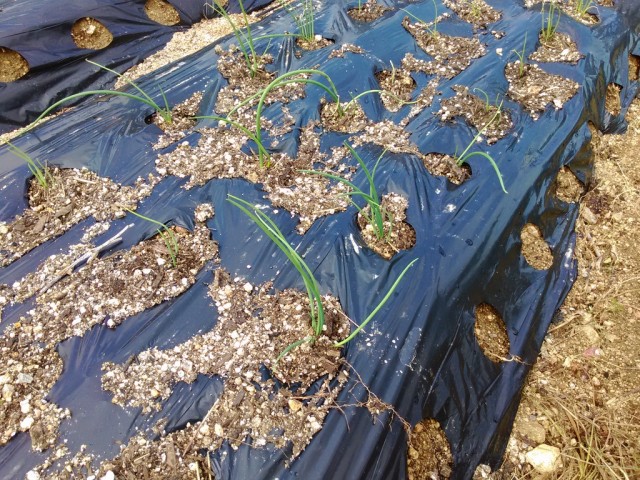 玉ねぎ。 先週末に植え替えてこちらも無事定着。収穫は来年。
