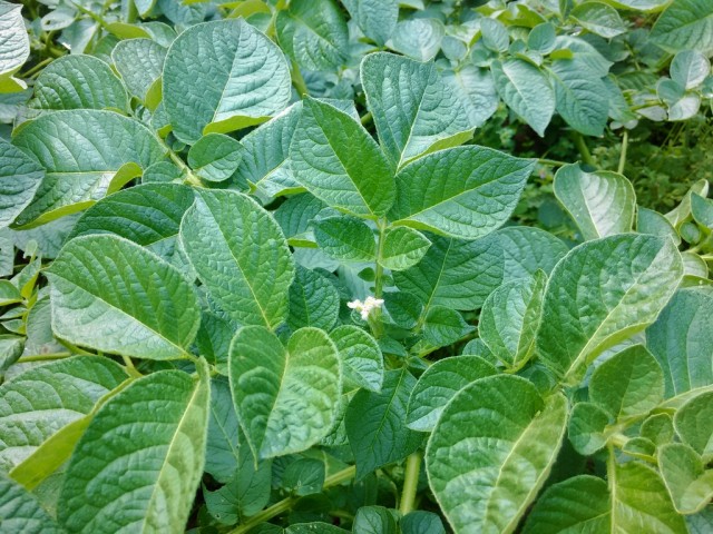 じゃがいも。 そろそろ花が咲きそうか。今までで一番良い成長ぶり。