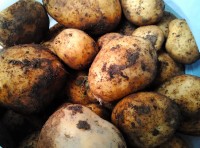 今季のじゃがいもは一味違う 今季のじゃがいもは一味違う