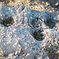 猪避けの柵の中に足跡が!? 猪避けの柵の中に足跡が!?