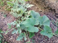 スイカの苗を買って植えたら隣からカボチャ類のツルが生えてきて・・・ スイカの苗を買って植えたら隣からカボチャ類のツルが生えてきて・・・