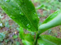 雨の中に茗荷 雨の中に茗荷