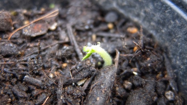 オクラの新芽を囓られる オクラの新芽を囓られる