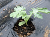 スイカを植える。 スイカを植える。