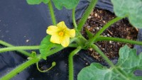 スイカ開花 スイカ開花