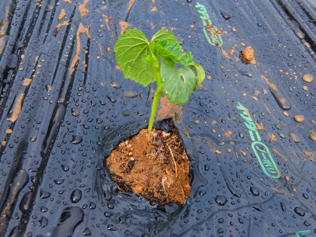オクラを移植しました。 オクラを移植しました。