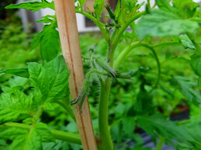トマトの花も咲きそうな感じ トマトの花も咲きそうな感じ