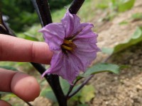 ナスも開花 ナスも開花