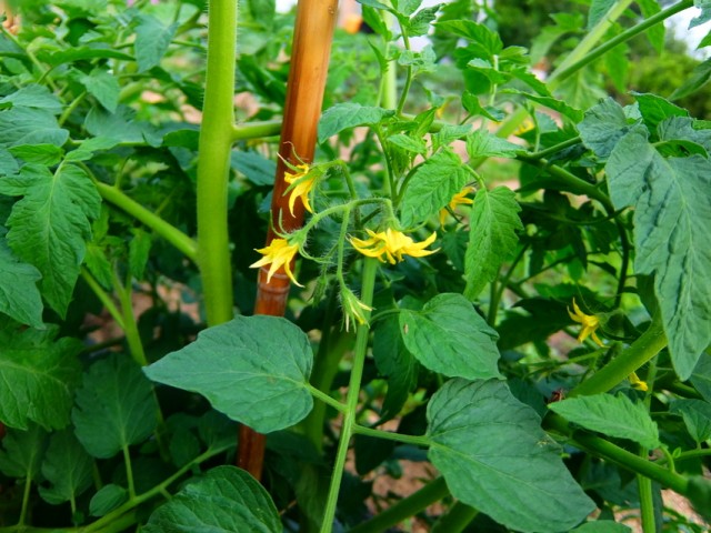 トマト。葉だけはよく茂る。 トマト。葉だけはよく茂る。