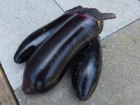 ナス収穫! ナス収穫!