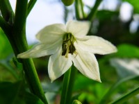 唐辛子に花が咲いた 唐辛子に花が咲いた